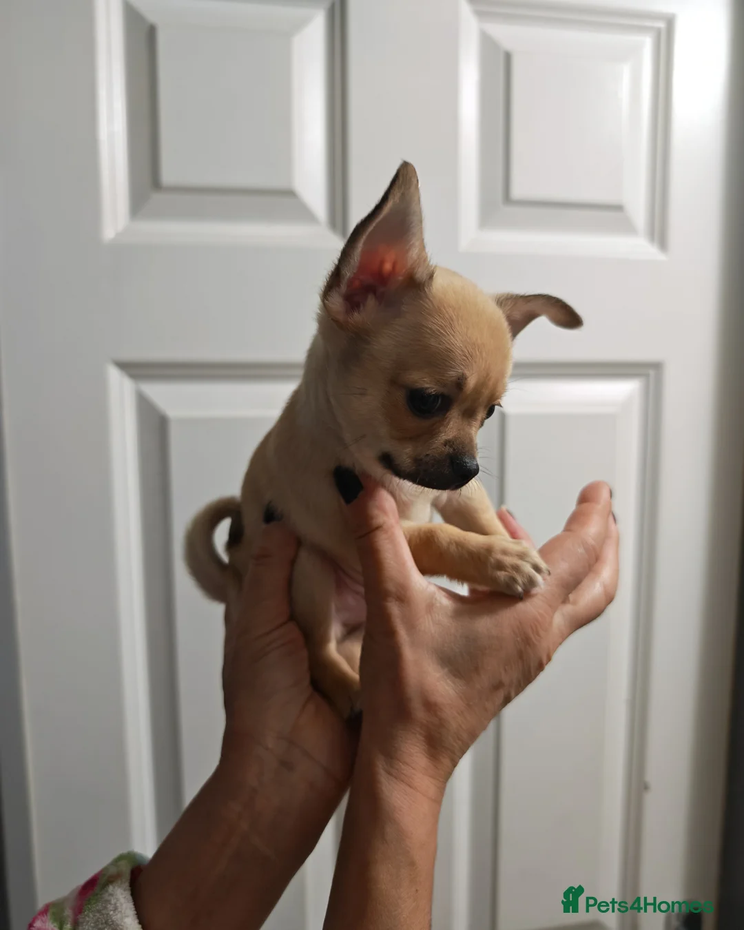 Chihuahua dogs for sale: Chihuahua puppys - Advert 16