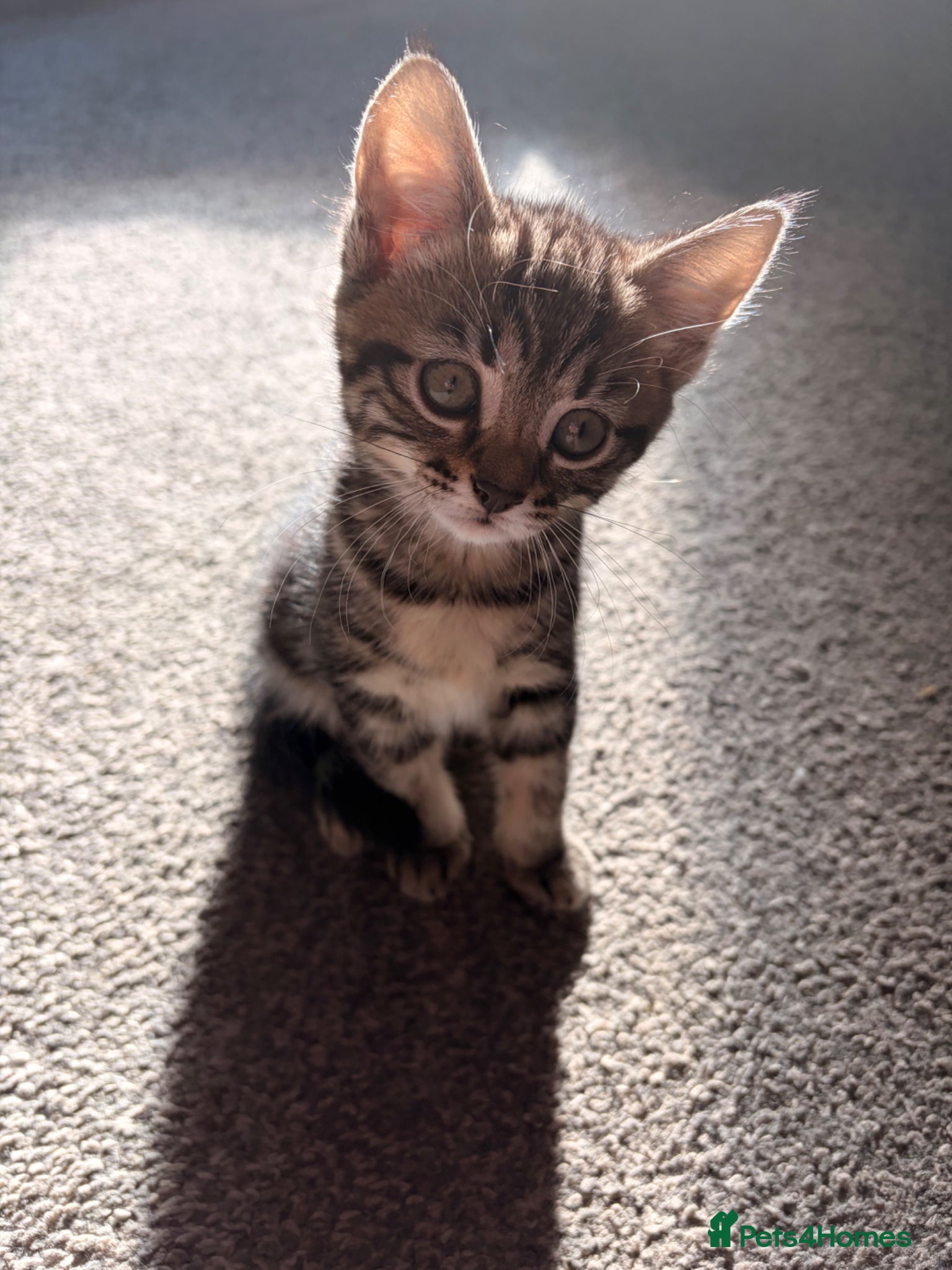 British Shorthair cats Beautiful playful kittens ready for a new home - Advert 1