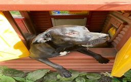 Mixed Breed dogs for sale: Pluto - Image 5