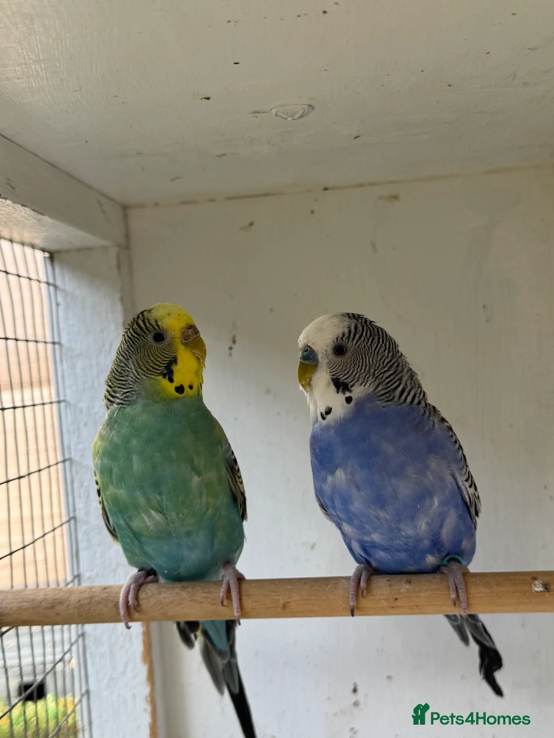 Budgerigars birds for sale: Beautiful 🤩 pair of budgies  - Advert 7