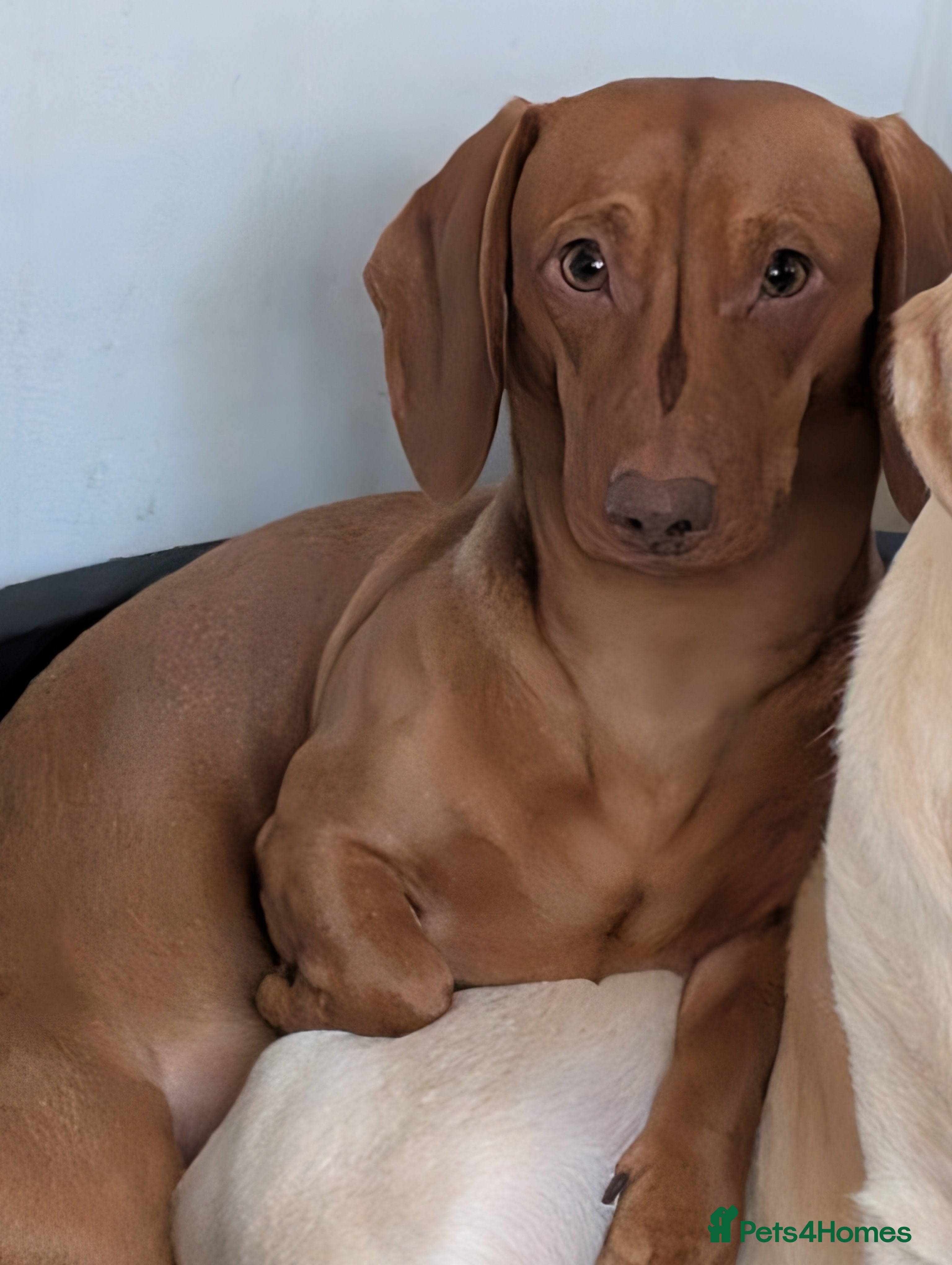 Dachshund dogs Charlie the Sausage pup - Advert 3