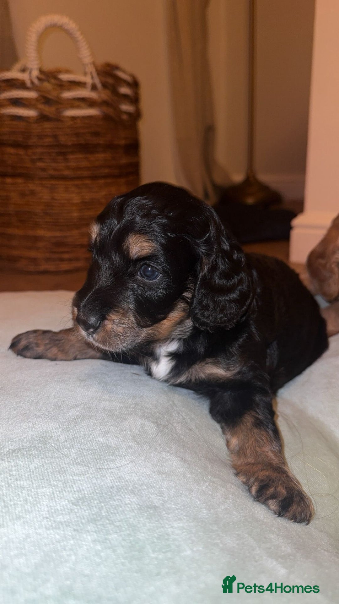 Cockapoo dogs for sale: CHAMPION COCKAPOO - Advert 35