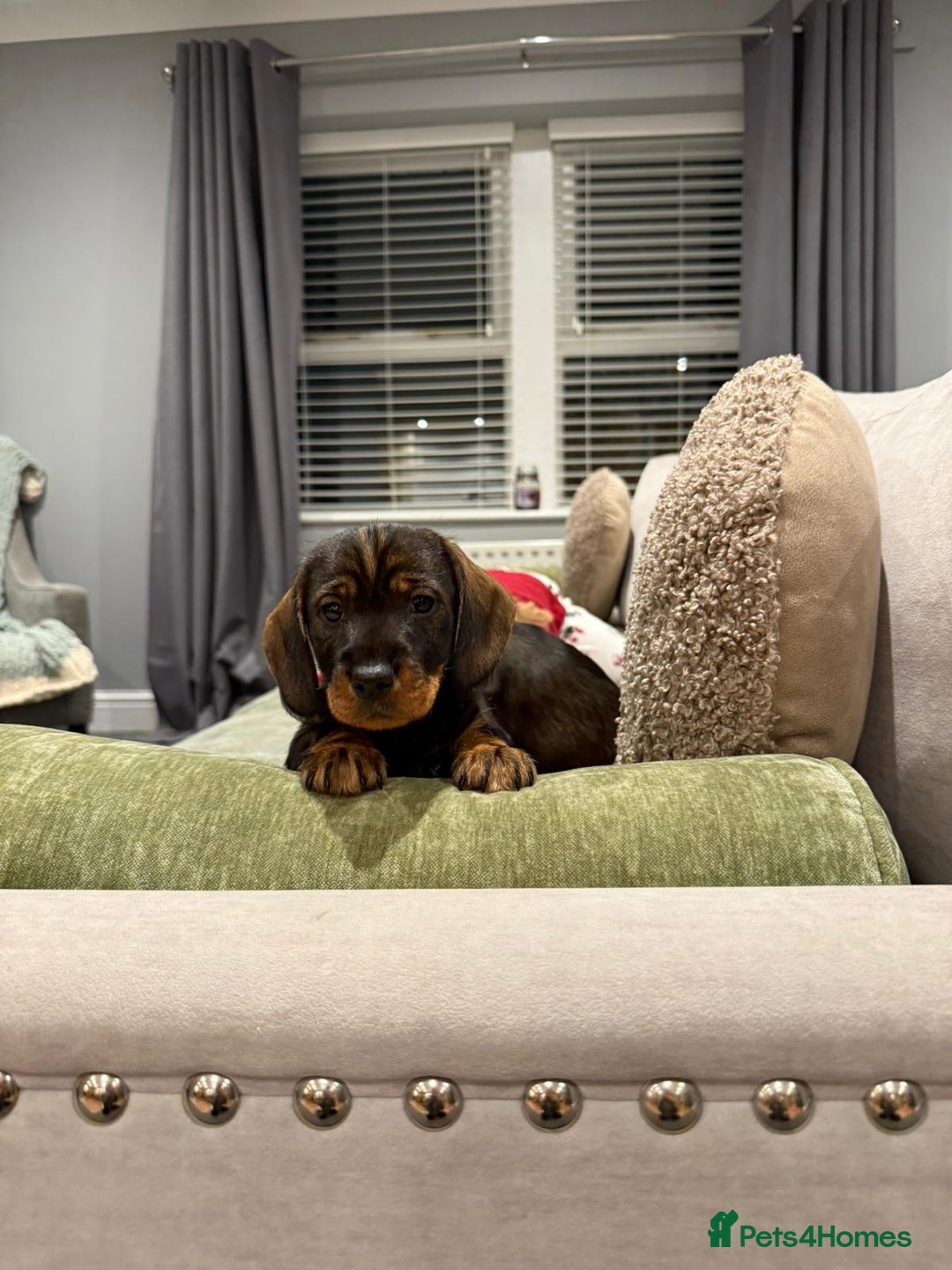 Dachshund dogs for sale: Dachshund puppies - Advert 5