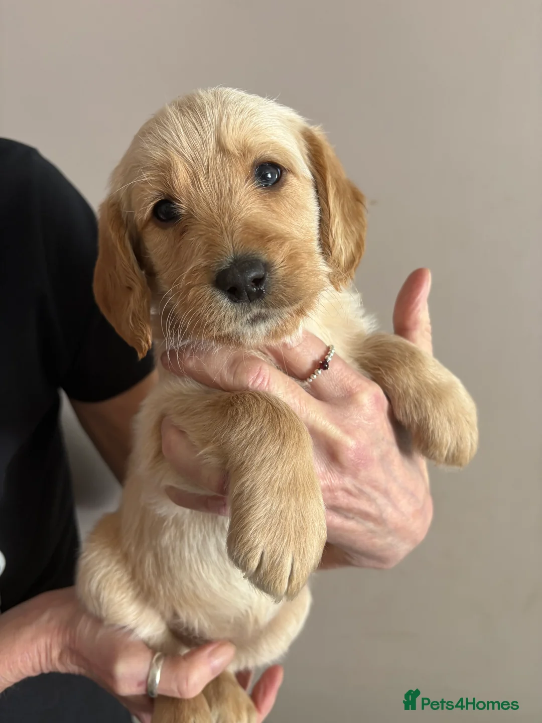 Labradoodle dogs for sale: ⭐️Labradoodle puppies⭐️ in Manchester - Advert 2