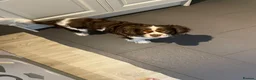 Cavapoo dogs for sale: BEAUTIFUL FULLY HT F1 Cavapoo’s choc carriers  - Advert 13
