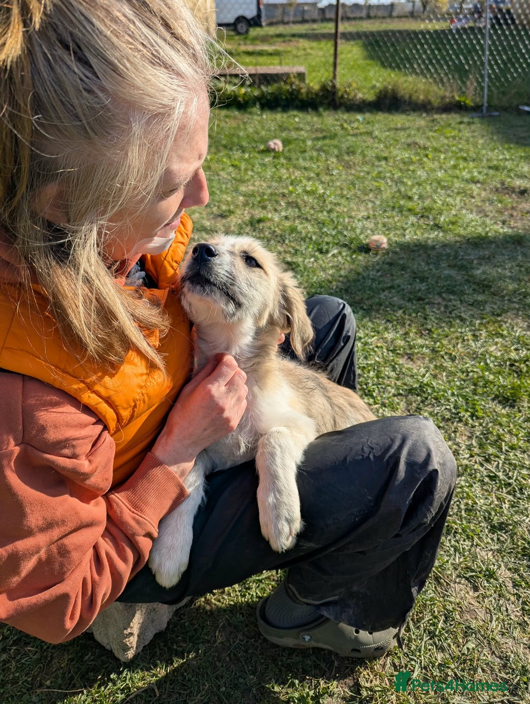 Mixed Breed dogs for adoption: Can Boo be your beau?  - Advert 13