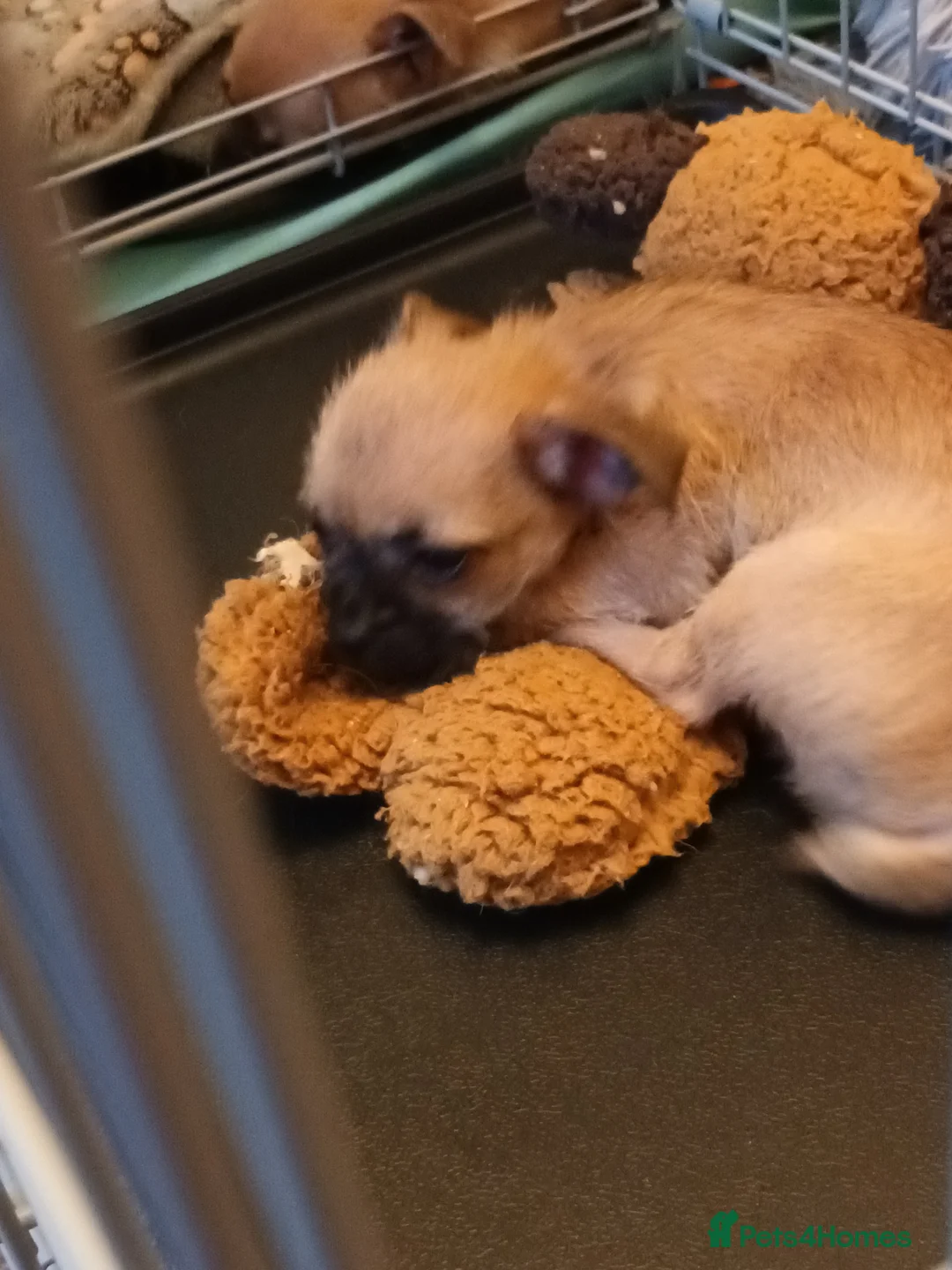 Pomchi dogs for sale: Adorable Pomchi pups in Liverpool - Advert 2