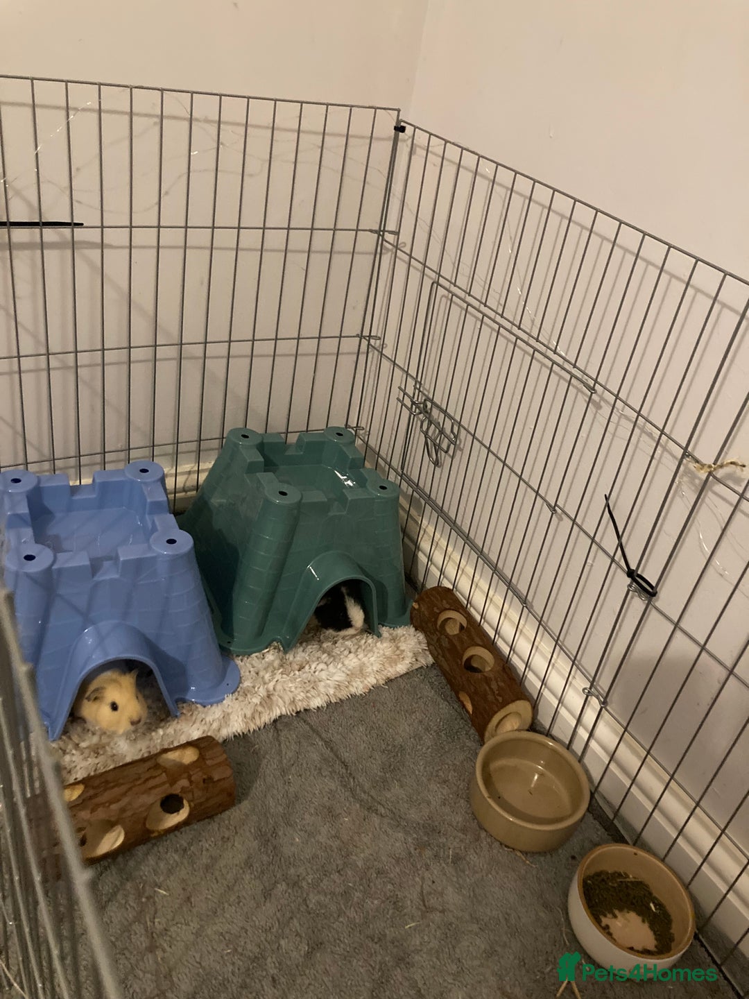 Guinea Pig rodents for sale: 2 male Guinea pigs for sale  - Advert 2