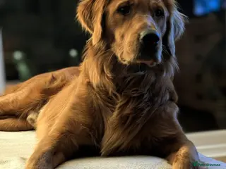 Golden Retriever dogs for sale: FOX RED, KC Reg puppies - Advert 2
