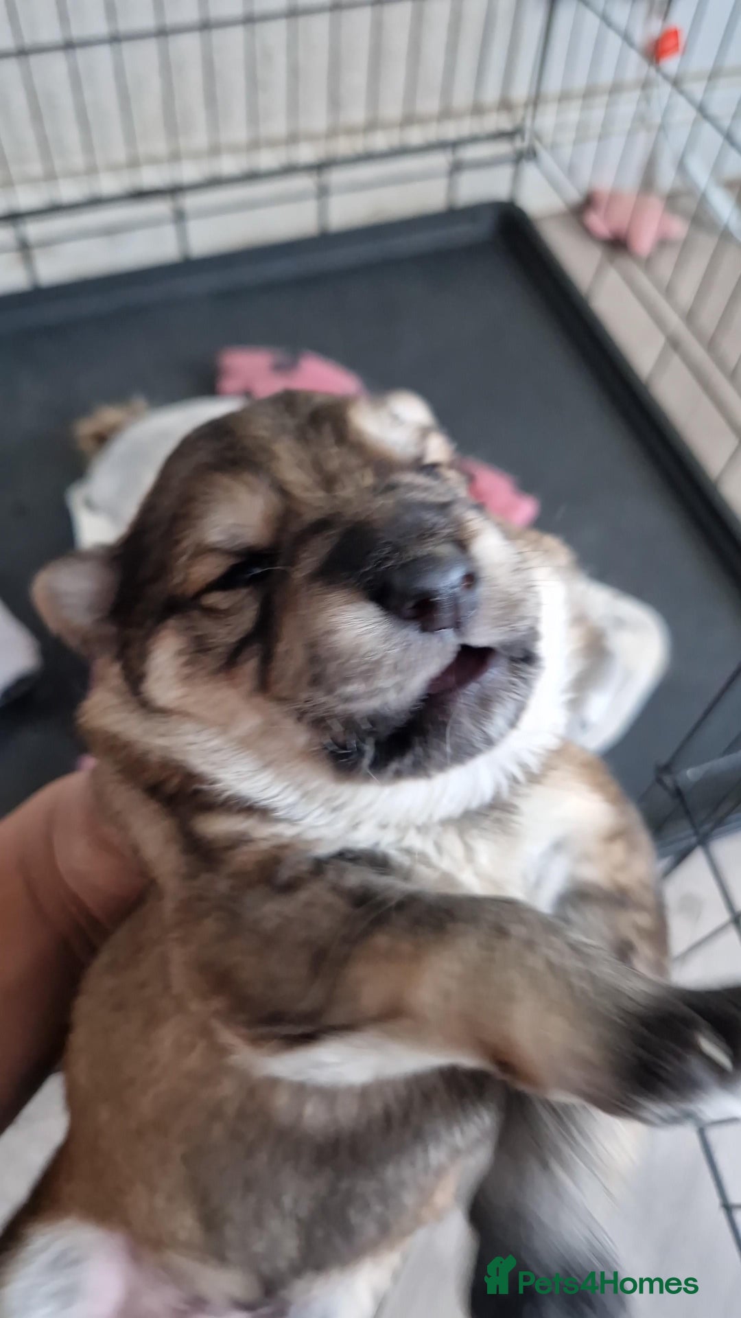 German Shepherd dogs for sale: Long hair german shepherd  - Advert 4