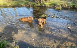 Cocker Spaniel dogs for sale: Lovely natured spaniel puppies - Image 17