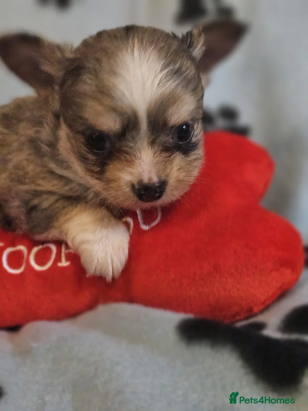 Chihuahua dogs for sale: ONE LAST MERLE BOY READY NOW - Advert 2