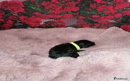 Cavapoo dogs for sale: Exceptional Cavapoo babies  - Image 9