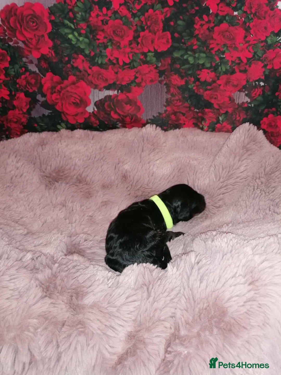 Cavapoo dogs for sale: Exceptional Cavapoo babies  - Image 9