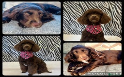 Cockapoo dogs for sale: Cocapoo - Image 3