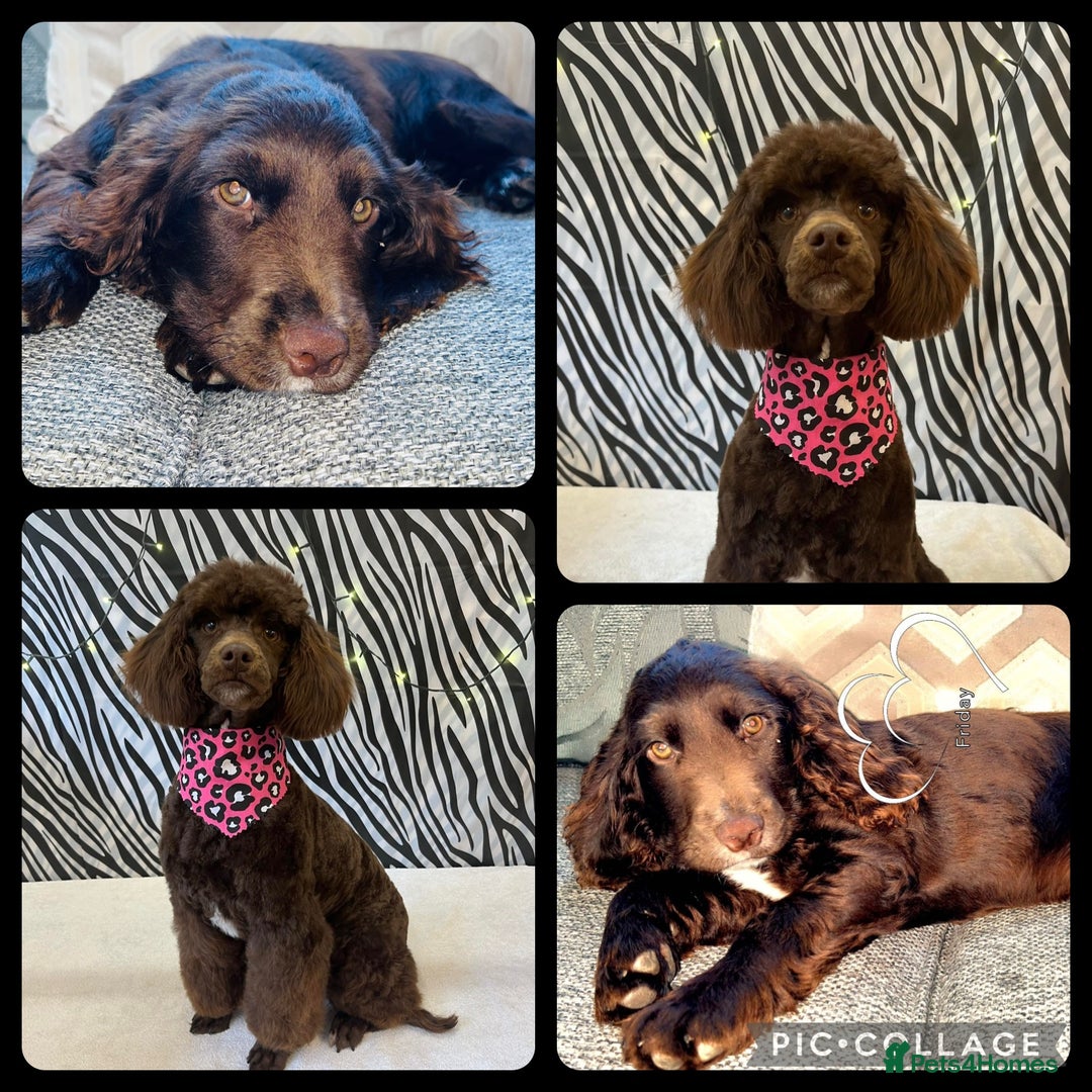 Cockapoo dogs for sale: Cocapoo - Image 3