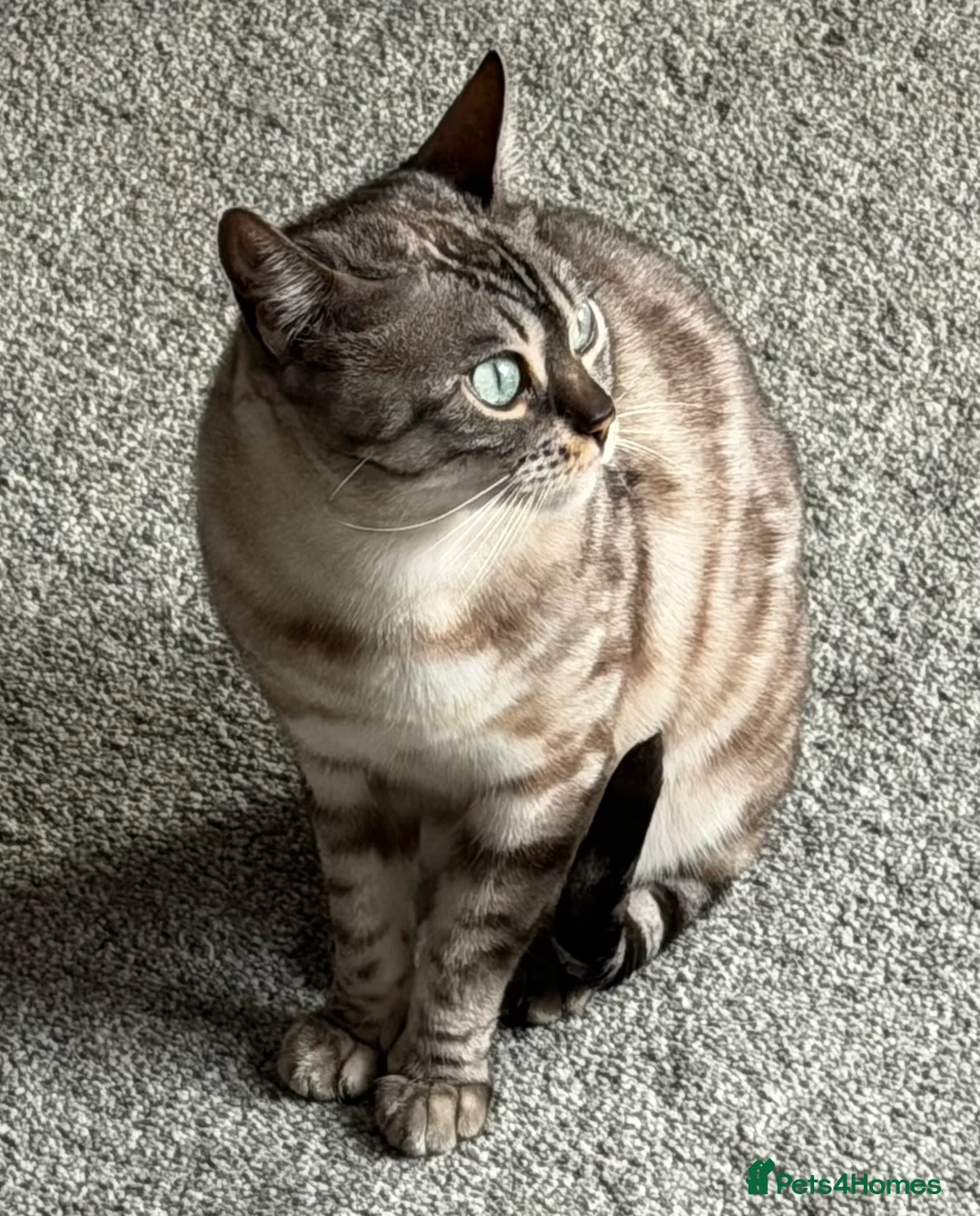 Bengal cats for sale: Bengal Sisters - Advert 2