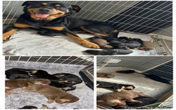 Rottweiler dogs for sale: Beautiful Rottweiler Puppy’s For Sale  - Image 10
