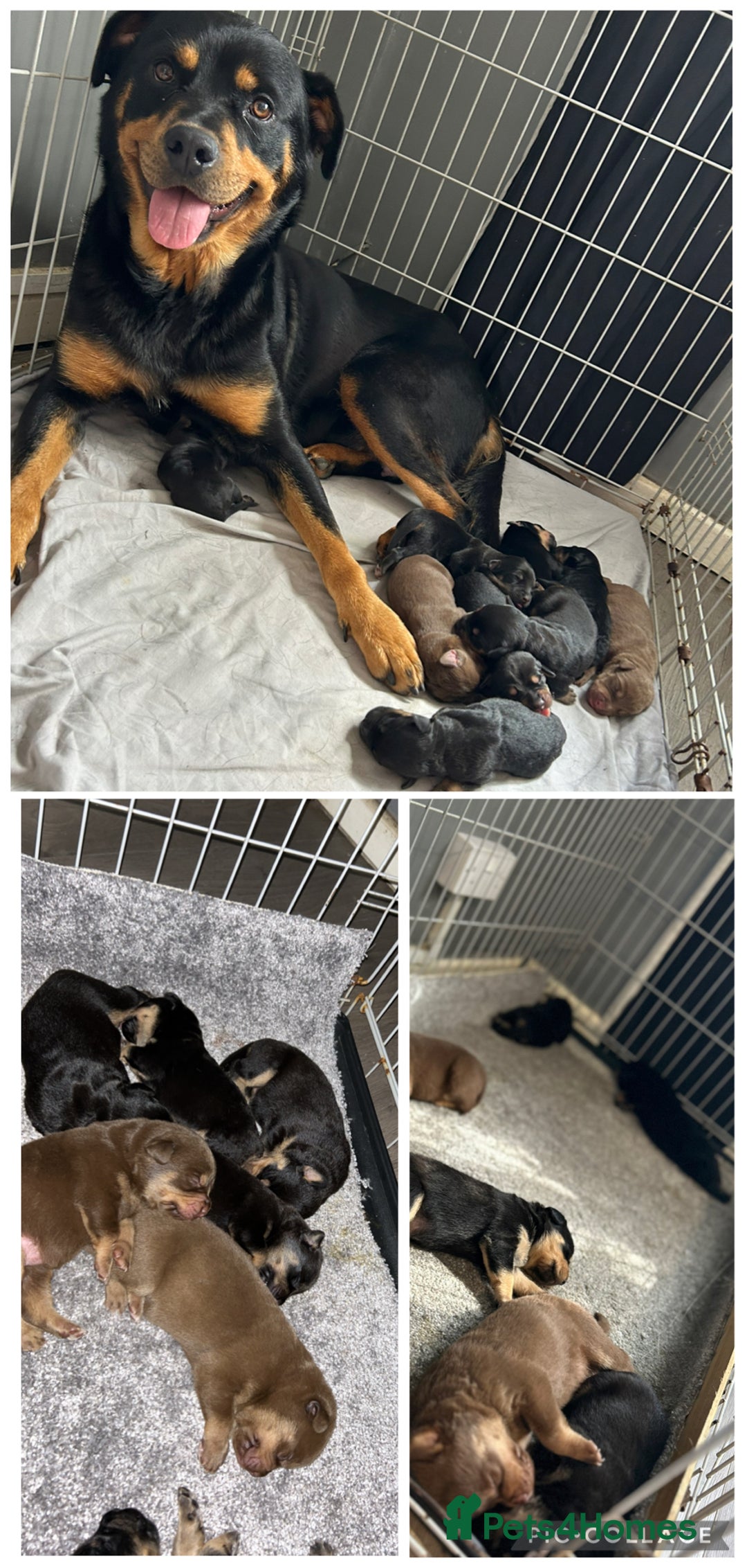 Rottweiler dogs for sale: Beautiful Rottweiler Puppy’s For Sale  - Image 10
