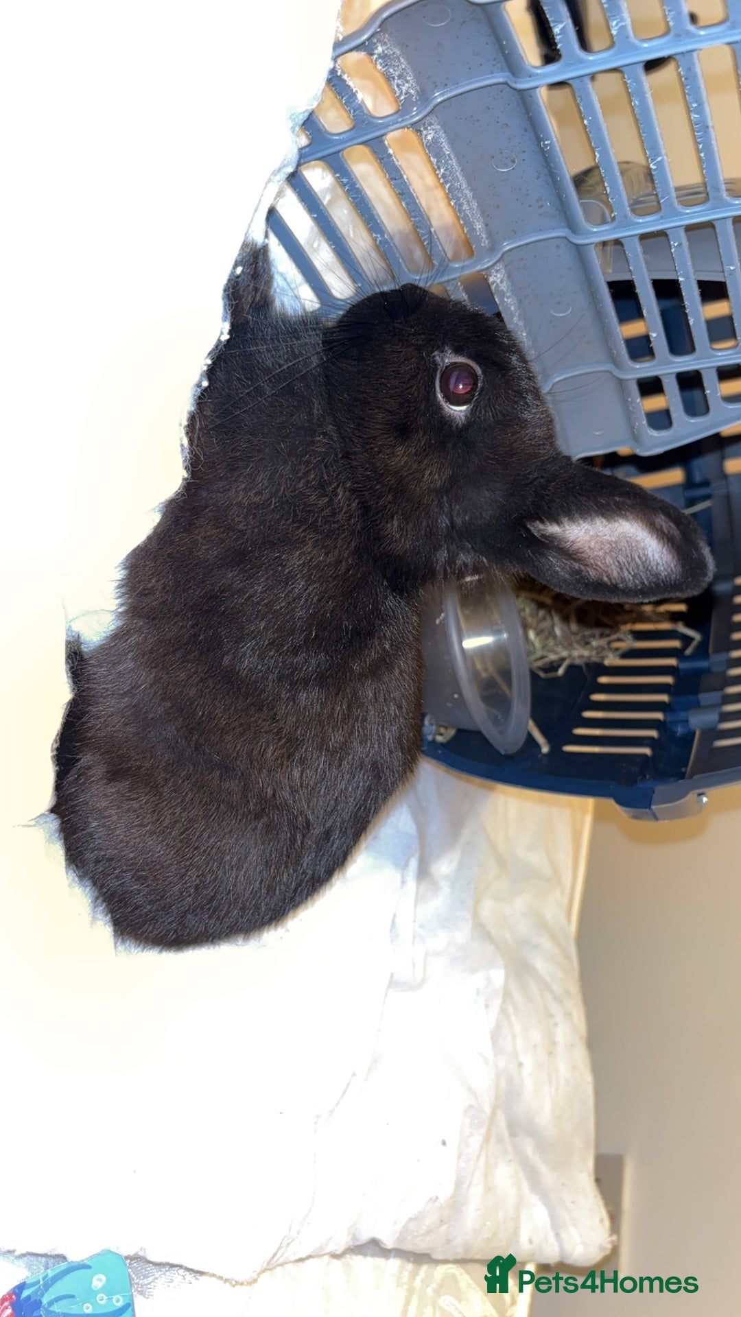 Netherland Dwarf rabbits for sale: Netherland Dwarf Rabbit  - Image 3