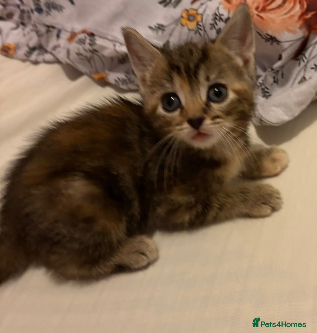 Domestic Shorthair cats for sale: 2 Beautiful kittens of a litter of 4 - Image 3