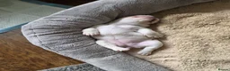 French Bulldog dogs for sale: Adorable French bulldog pups for sale  in Ware - Advert 13