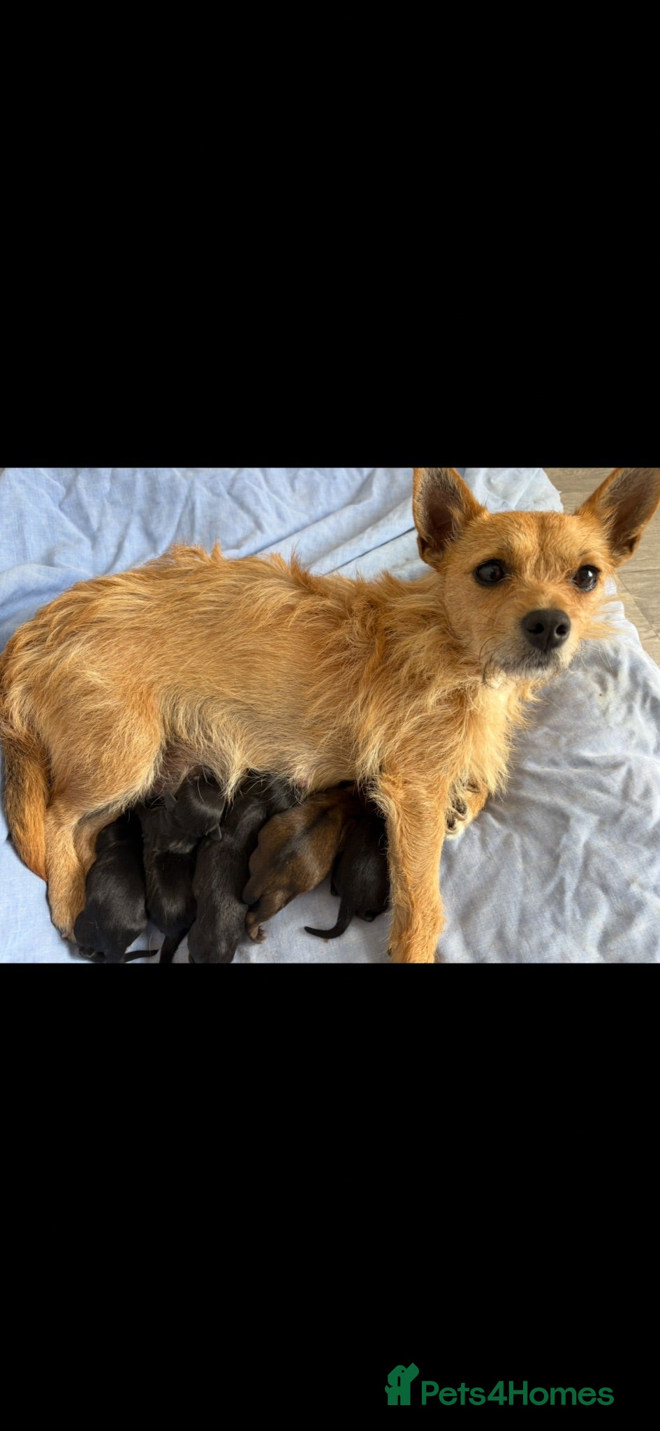 Jackshund dogs 4 jackrussel x dachshund puppy’s  - Advert 13