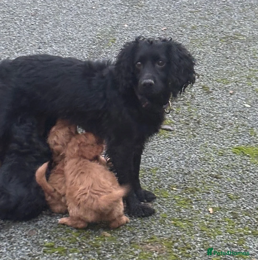 Cockapoo dogs for sale: 5 Gorgeous Toy Cockapoos - Advert 5