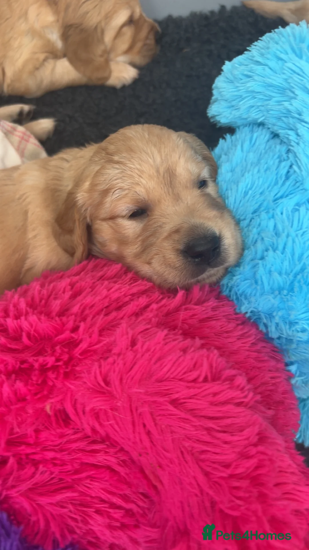 Golden Retriever dogs for sale: Pedigree Golden Retriever Puppies  - Advert 2