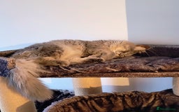 British Longhair cats for sale: British long hair 1 year old boy - Image 3