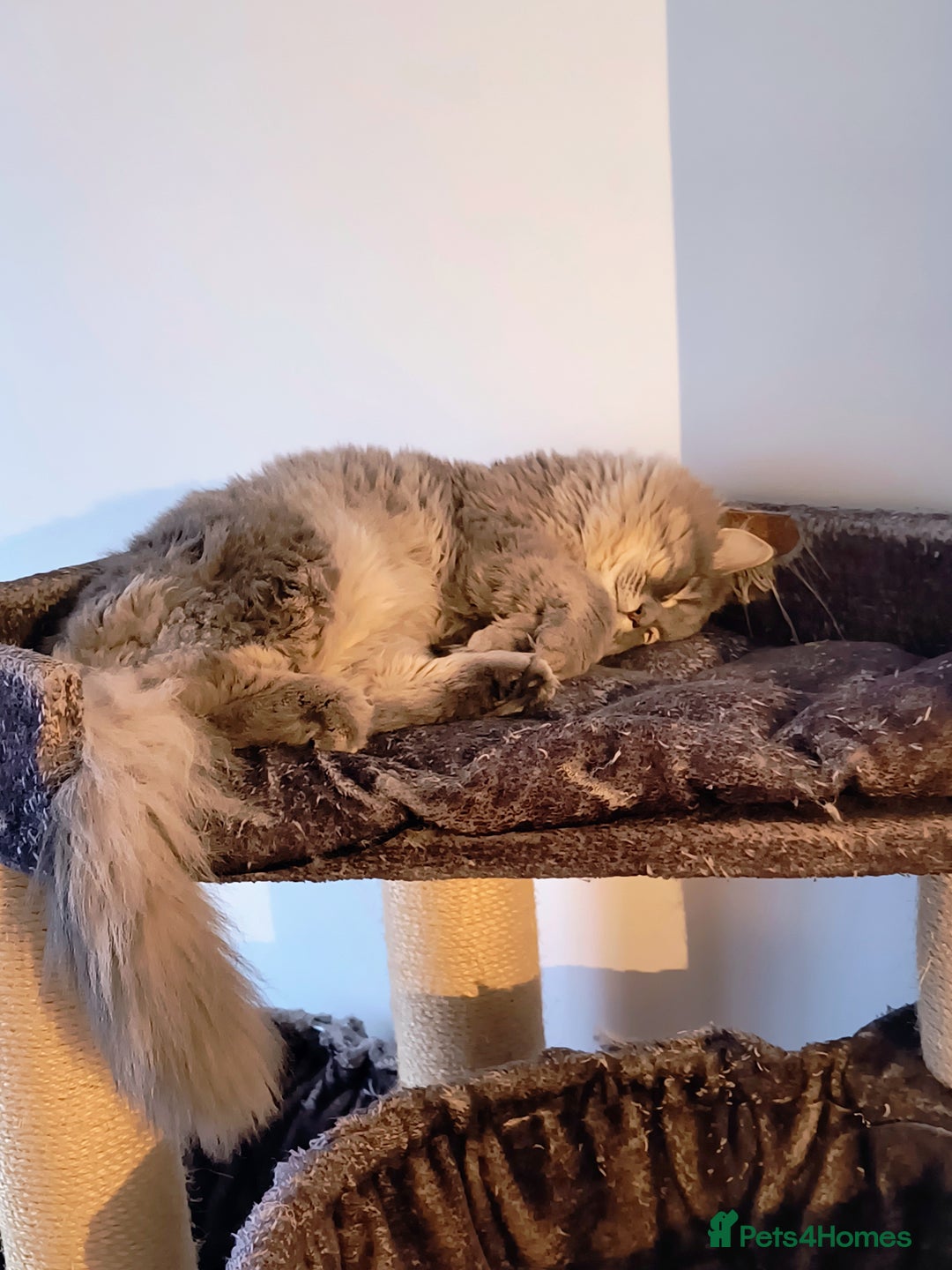 British Longhair cats for sale: British long hair 1 year old boy - Image 3