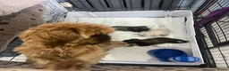 Shih Tzu dogs for sale: Stunning imperial Shih Tzu pups in Newcastle upon Tyne - Advert 13