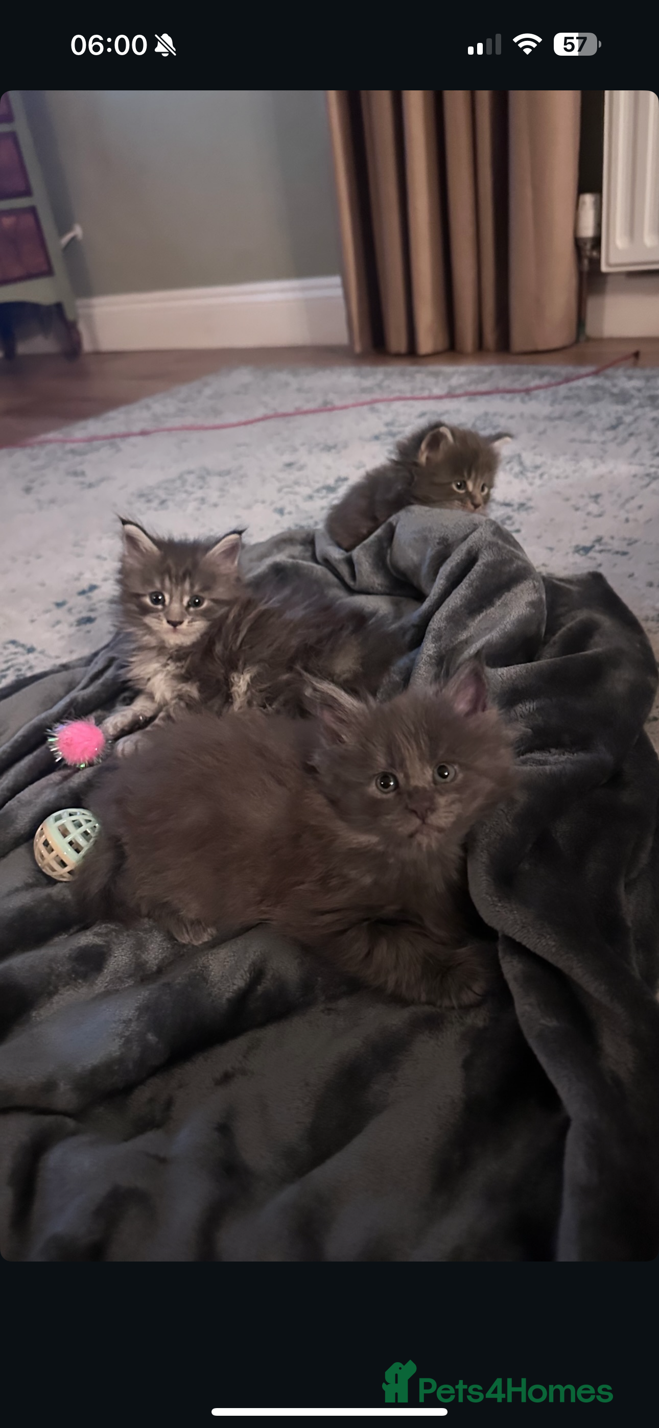 Maine Coon cats Maine Coon TICA registered✨ - Advert 4