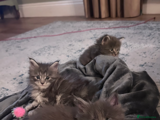 Maine Coon cats Maine Coon TICA registered✨ - Advert 8