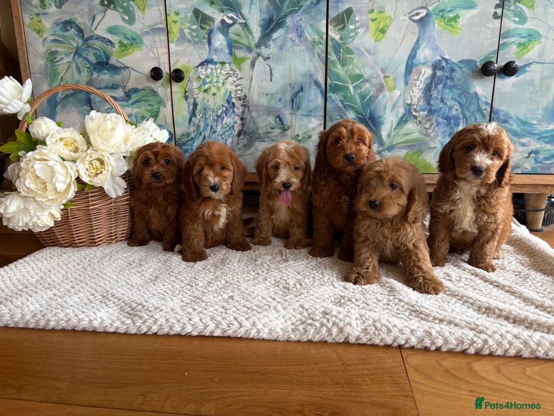 Cockapoo dogs for sale: Cockapoo F1 show type pups, PRIZEWINNING LINES  in Wellington - Advert 4