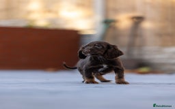 Cocker Spaniel dogs for sale: Cocker spaniel puppies  - Advert 8