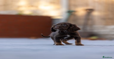 Cocker Spaniel dogs Cocker spaniel puppies  - Advert 1