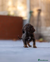 Cocker Spaniel dogs Cocker spaniel puppies - Advert 1