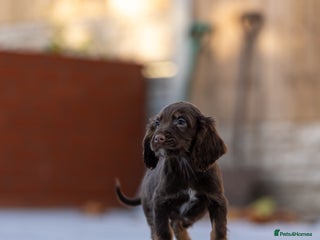 Cocker Spaniel dogs Cocker spaniel puppies - Advert 9