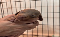 Miniature Dachshund dogs for sale: Stunning Miniature Piebald/Isabella Dachshunds 💙  - Advert 12