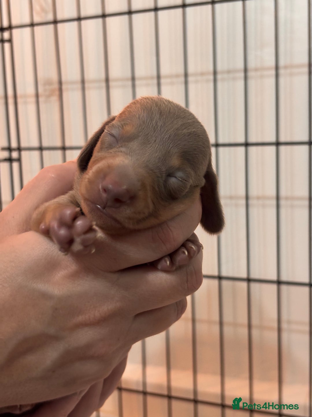 Miniature Dachshund dogs for sale: Stunning Miniature Piebald/Isabella Dachshunds 💙  - Advert 12