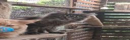 Maine Coon cats for sale: Maine Coons XL - Advert 3
