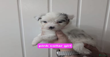 Australian Shepherd dogs - Advert 13