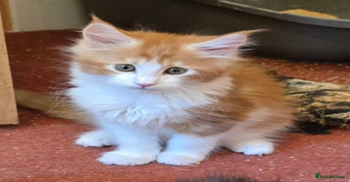 Maine Coon cats - Advert 10