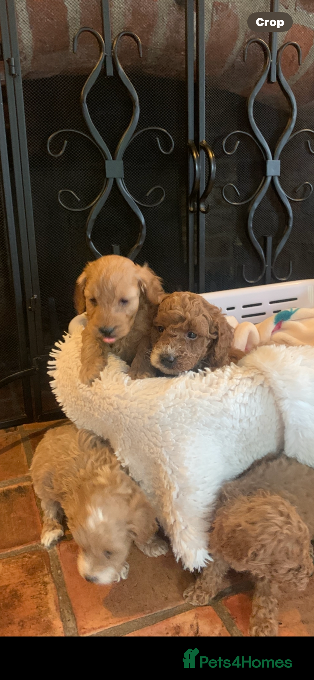 Cockapoo dogs for sale: F1b cockapoo  - Advert 17