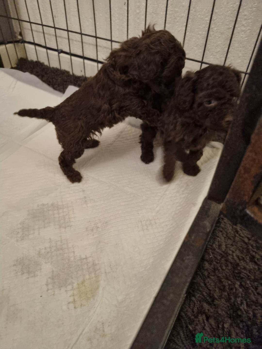 Poodle dogs for sale: Poodle's - Advert 12