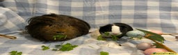 Guinea Pig rodents for sale: 2 pairs of male guinea pigs with full set up - Advert 6