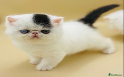 Exotic cats for sale: (Rare odd eye bicolours)🏆Exceptional. - Image 7