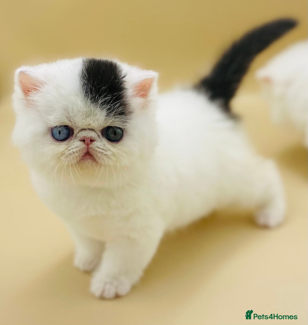 Exotic cats for sale: (Rare odd eye bicolours)🏆Exceptional. - Image 7