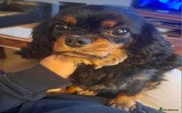 Cavalier King Charles Spaniel dogs for sale: Cuddle bug seeking home with cavalier friends - Image 2
